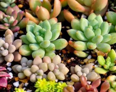 外面露台适合种什么植物