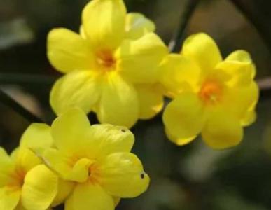 廊坊什么季节适合种春花