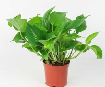 家庭室内适合种植什么植物呢