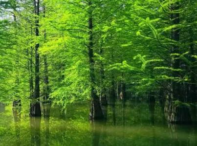 地面潮湿适合种什么树木呢