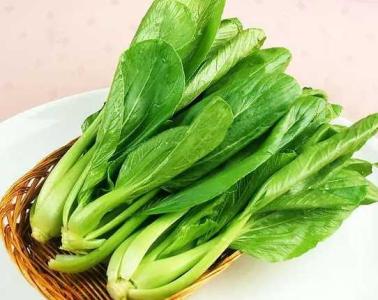 什么菜适合春季种呢