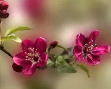 彩色花盆适合种什么植物