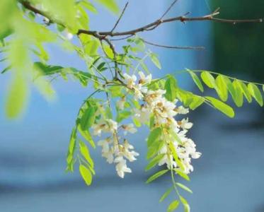 鲁北适合种什么树