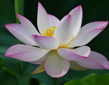 潮泥适合种什么花