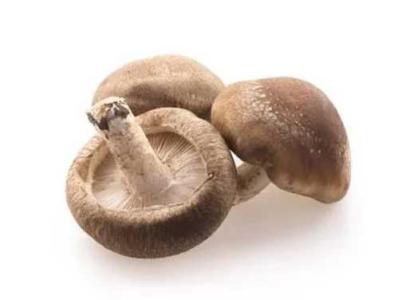 福建适合种什么菌类植物