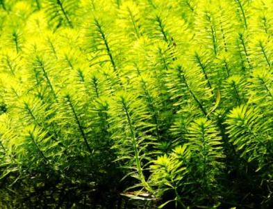 河边河沙适合种什么水草