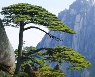 高州山地适合种什么树
