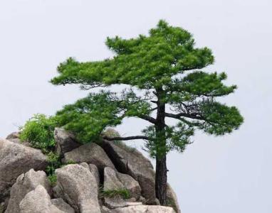 山上绿化适合种什么树