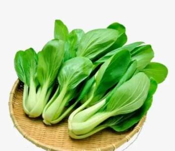紫丁香地里适合种什么菜