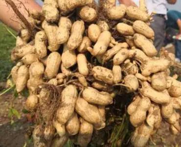 河北气候适合种什么花生