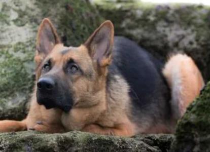许昌适合养什么的犬呢