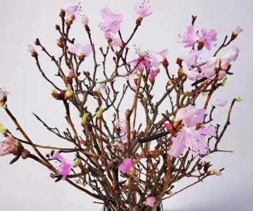 杜鹃花干枯怎样补救