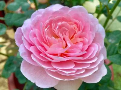 淮北农村适合种什么花