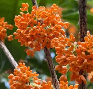 湖北可以种桂花树吗