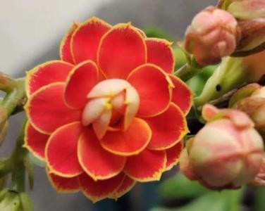长寿花水培怎么养