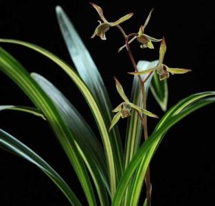 野生兰花种植方法