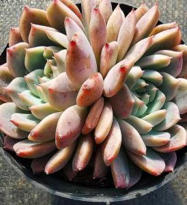霜花多肉是哪个属