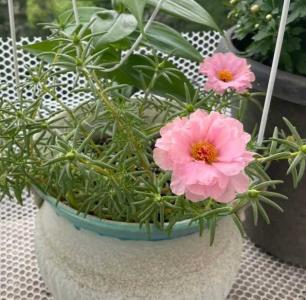 太阳花哪个季节播种