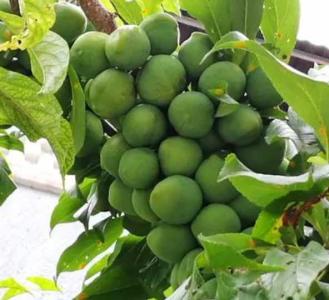 李子树高压繁殖最佳时间