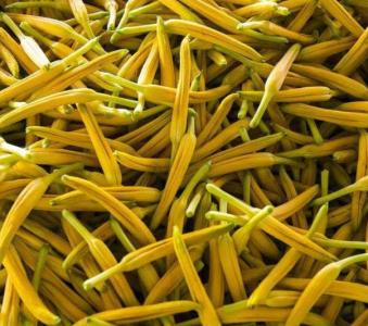 黄花菜几月份可以分株移栽