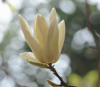 刚买的玉兰花怎么养