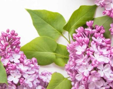 丁香花怎么养家庭养
