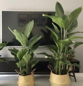 天堂鸟花盆选择
