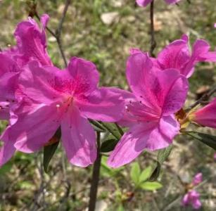 杜鹃花的种子长在哪里