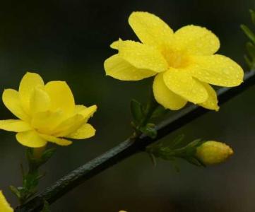 迎春花的养护与种植方法
