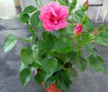 芙蓉花小苗的时候用什么肥