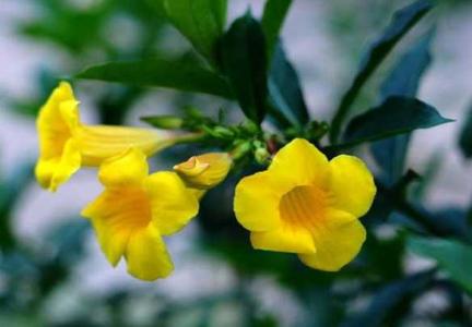 黄蝉花怎样修剪