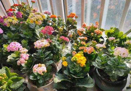 长寿花冬天怕冻吗