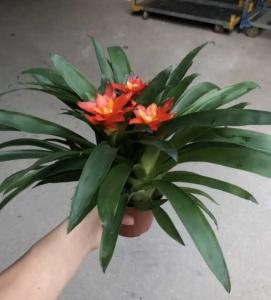 小红星花可以放家里吗