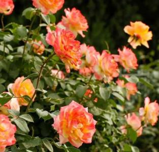 月季花如何浇水
