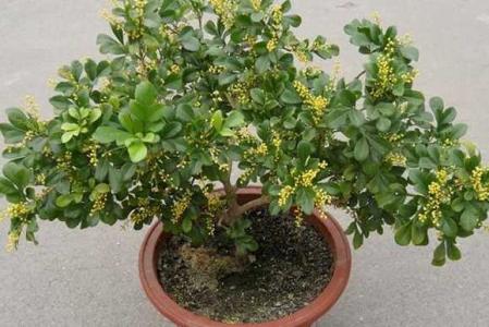 米兰花夏天可以修剪吗