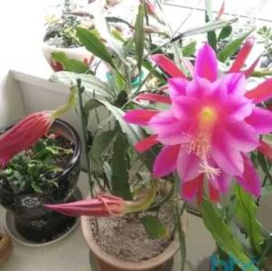 令箭荷花秋季怎么养