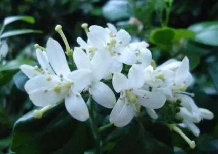 九里香一年开花几次