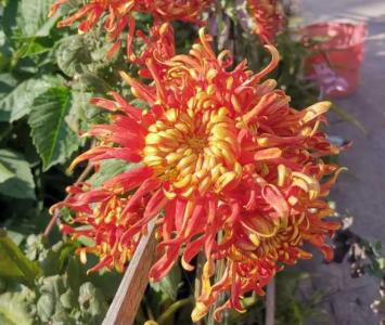 菊花开花前施什么肥