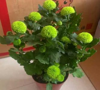 乒乓球菊花怎么修剪