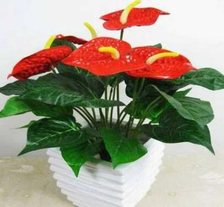 红掌的花盆需要透气吗
