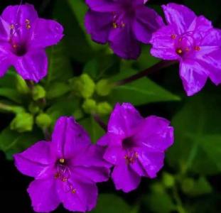 紫茉莉花几月播种