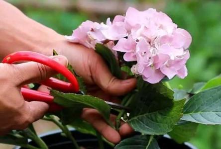 绣球花冬天需要剪枝吗