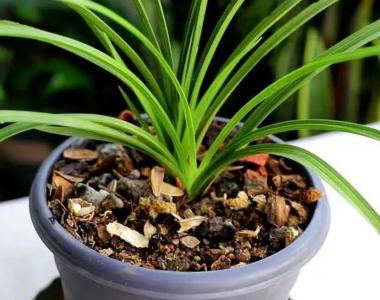 种兰花用什么植料