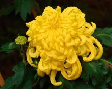 菊花怎么过冬