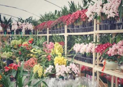 上海有哪些大型花市可去