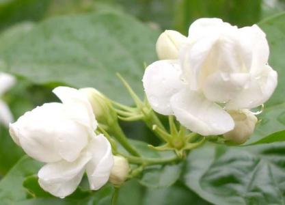 茉莉花开花少怎么养护