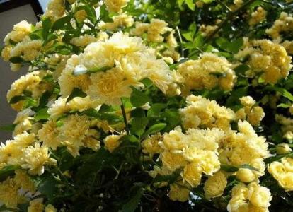 木香花可以养在室内吗
