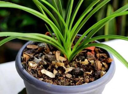 养兰花用什么植料最好