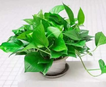适合卧室养的花草植物有哪些呢