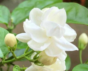 和栀子花很像的叫什么花